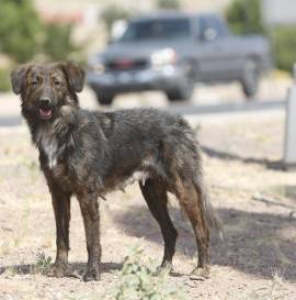 Homeless Dogs Chest